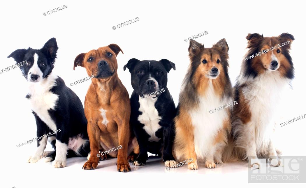 Stock Photo: portrait of five purebred dogs in front of white background.