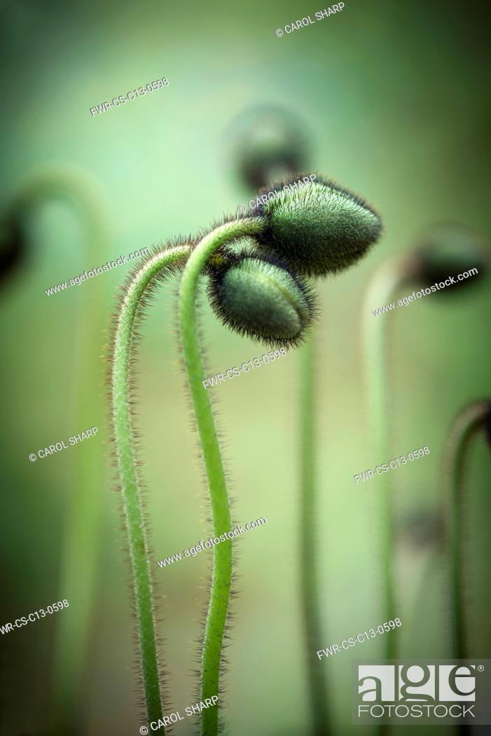 Stock Photo: Poppy, Iceland poppy, Papaver nudicaule 'Garden gnome' buds. 2 hairy buds closely entwined.