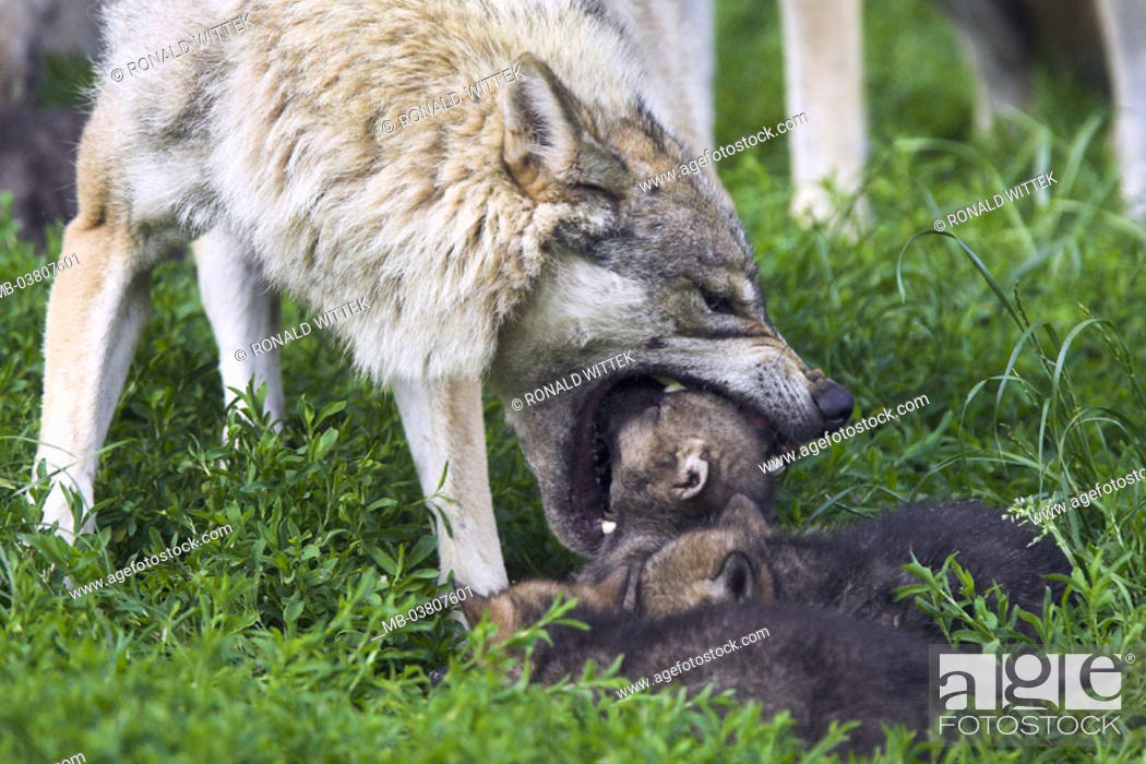 Wolves, Canis lupus, dam, mouth, Young, feeds Series, wild animals, Wildlife,  animals, mammals, Stock Photo, Picture And Rights Managed Image. Pic.  MB-03807601 | agefotostock