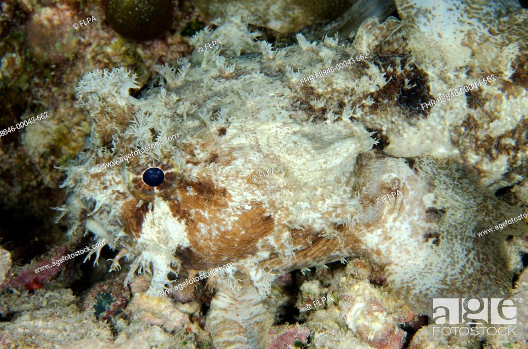 Stock Photo: Banded Toadfish (Halophyme diemensis), Night dive, Arborek Jetty dive site, Arborek Island, Dampier Straits, Raja Ampat (4 Kings), West Papua, Indonesia.