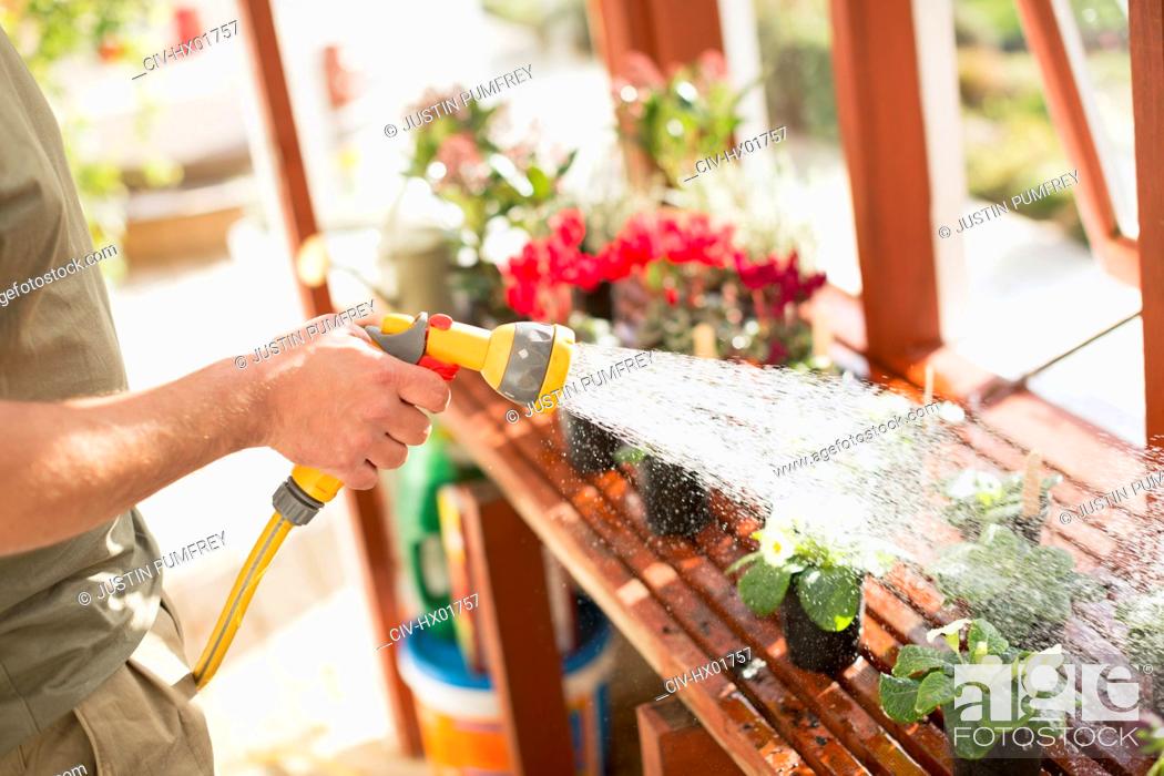 Stock Photo: Man gardening watering potted plants with hose sprayer in greenhouse.