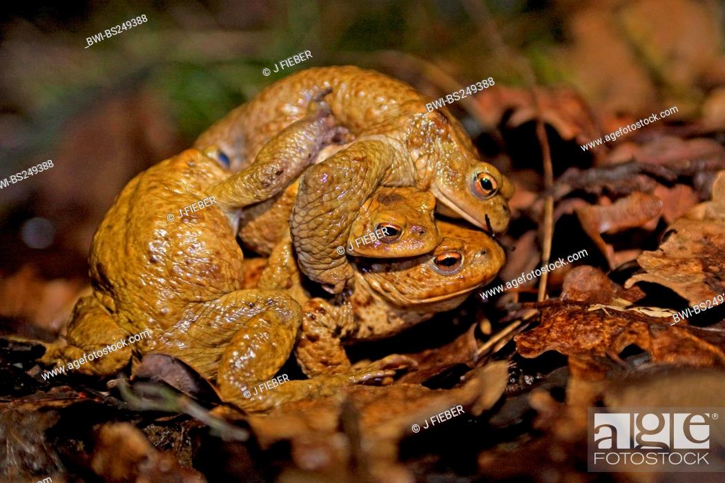 Photo de stock: European common toad Bufo bufo, copulation cluster on foliage-covered ground, Germany, North Rhine-Westphalia.