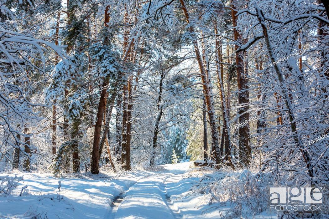 Stock Photo: Scenic snow-covered forest in winter season. Good for Christmas background.