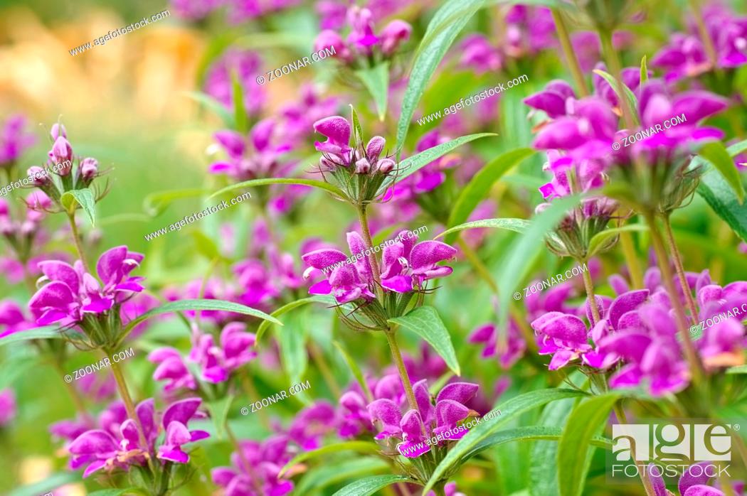 Stock Photo: Wind-Brandkraut, Phlomis herba-venti - Phlomis herba-venti, a purple wildflower.