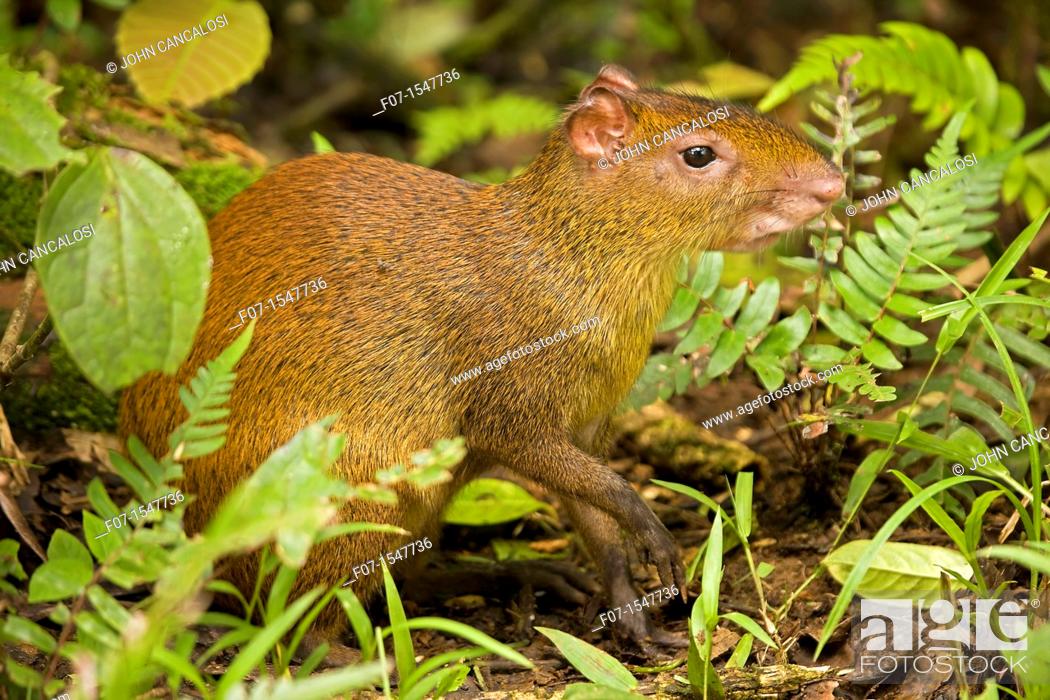 Central American Agouti Dasyprocta punctata. Costa Rica, tropical  rainforest, rodent, Stock Photo, Picture And Rights Managed Image. Pic.  F07-1547736 | agefotostock