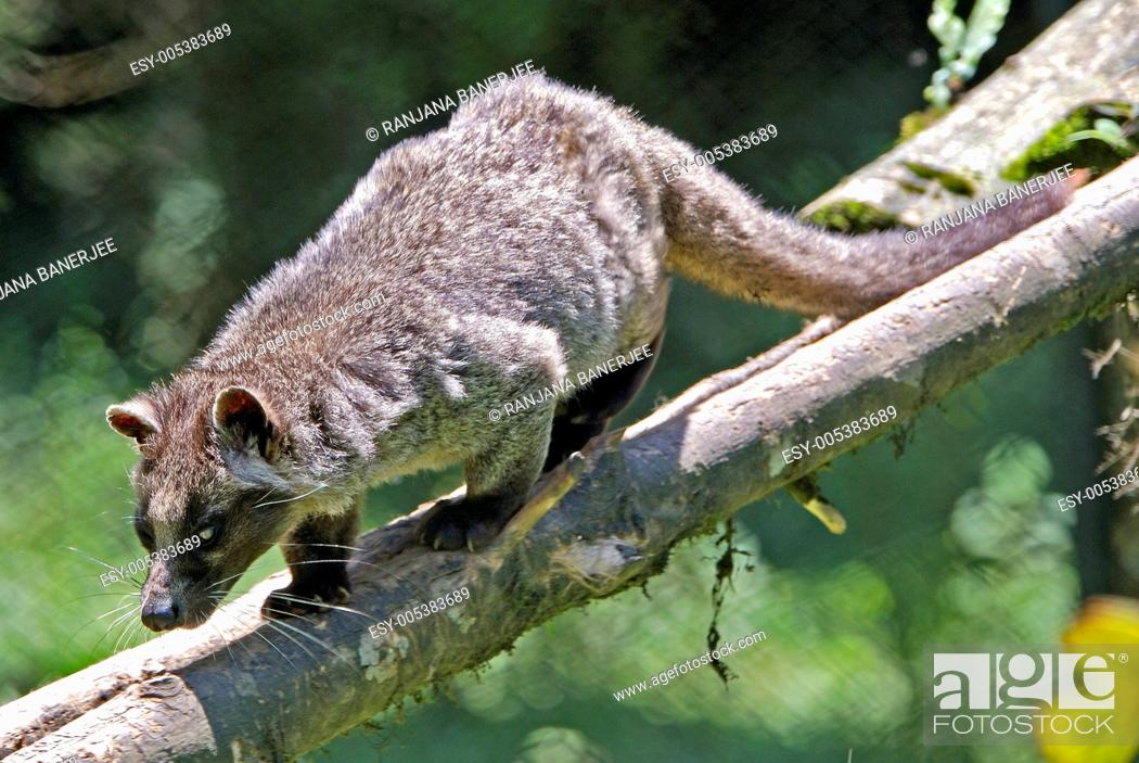 Himalayan Palm Civet Paguma larvata ; Gangtok Zoo ; Sikkim ; India, Stock  Photo, Picture And Low Budget Royalty Free Image. Pic. ESY-005383689 |  agefotostock