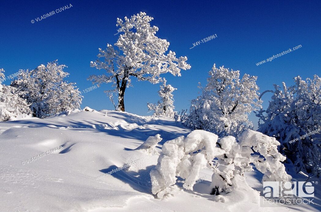 Stock Photo: Winter scenery at Skalnata, Male Karpaty, Slovakia.