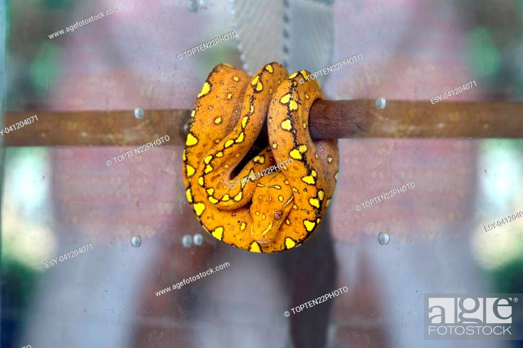 Stock Photo: Boa coiled on a branch.