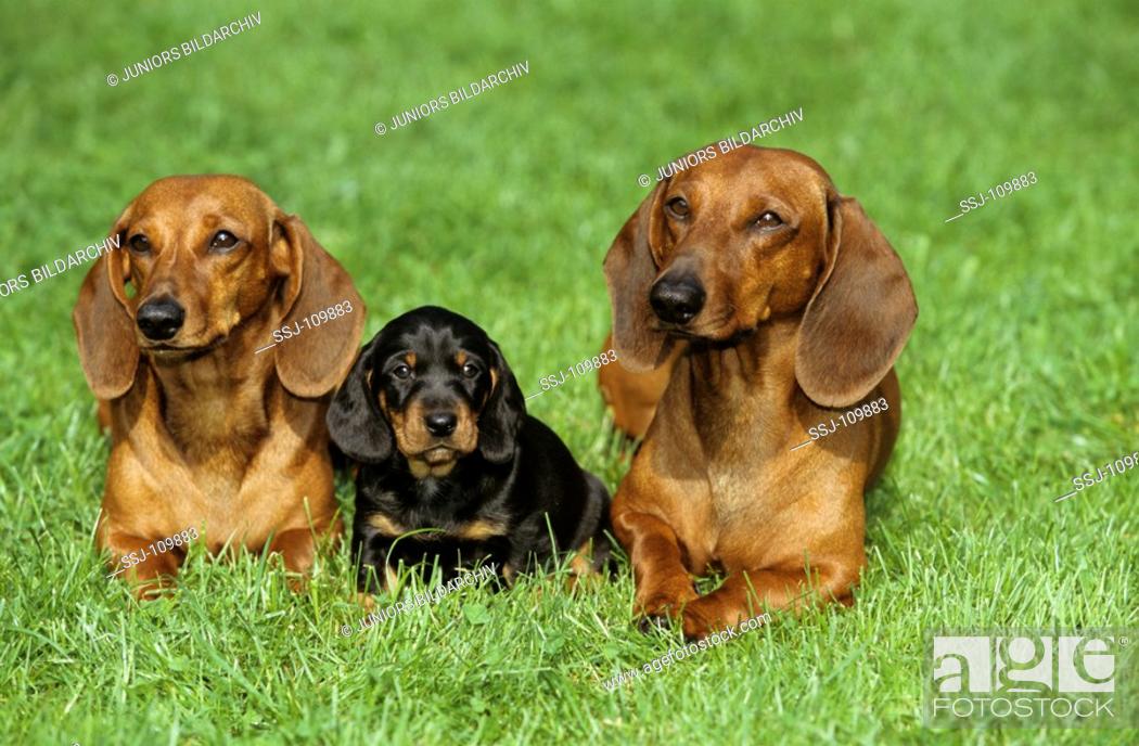 animal, dog, smooth-haired-dachshund, puppy, Stock Photo, Picture And  Rights Managed Image. Pic. SSJ-109883 | agefotostock