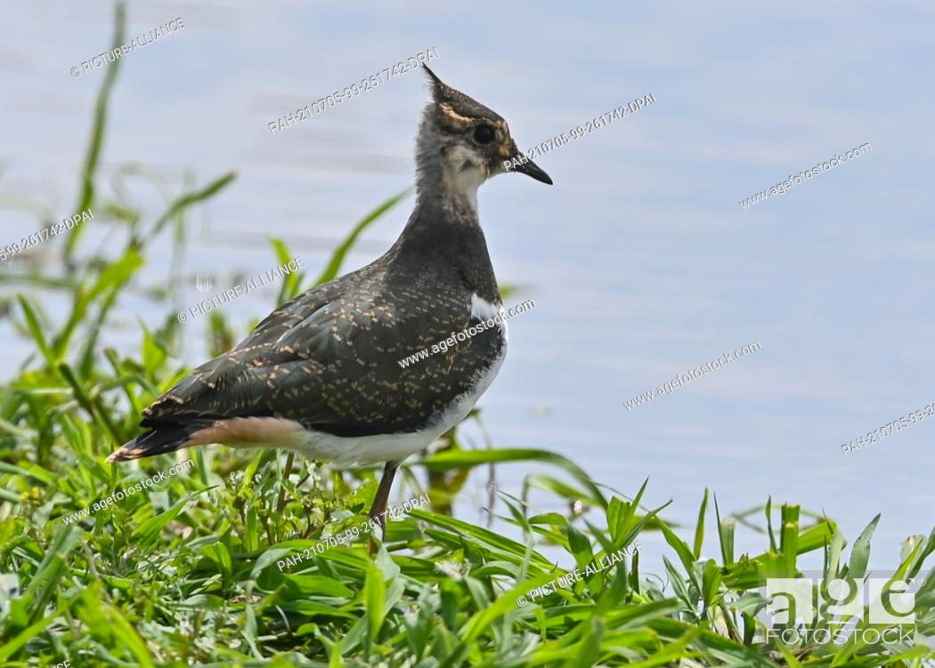 Photo de stock: 04 July 2021, Brandenburg, Reitwein: A lapwing (Vanellus vanellus) is seen at a watering hole in a field. Lapwings are ground breeders.