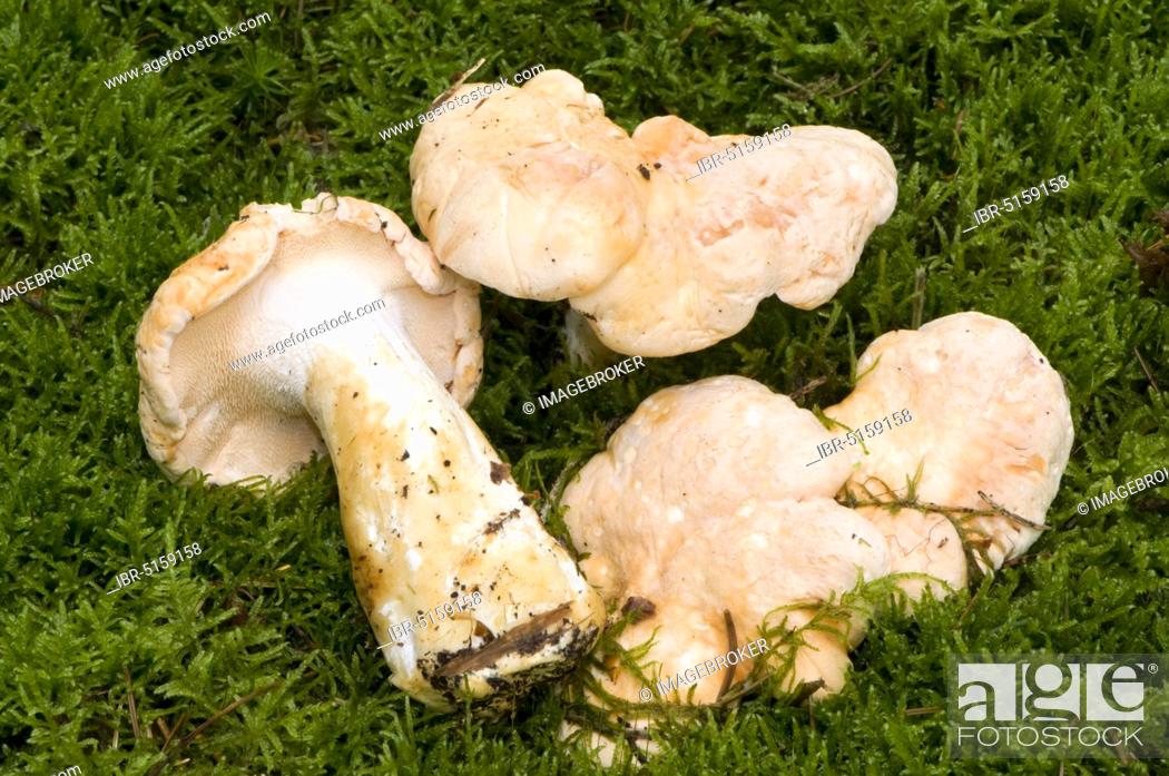 Stock Photo: Hedgehog mushroom (Hydnum repandum).