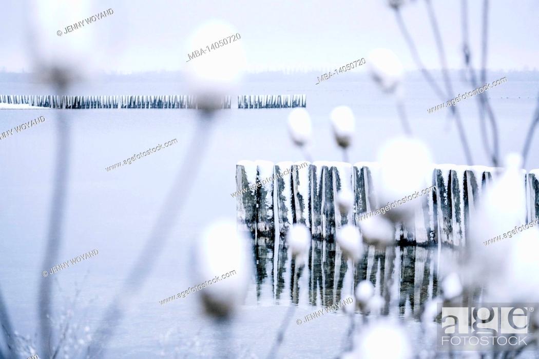 Stock Photo: groyne, wild teasel, dipsacus sylvestris, snow, germany, winter.