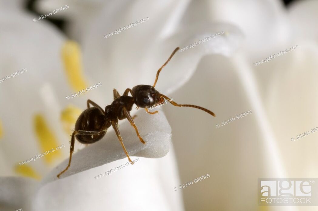 Stock Photo: Garden ant Lasius niger scavenging on a white bluebell.