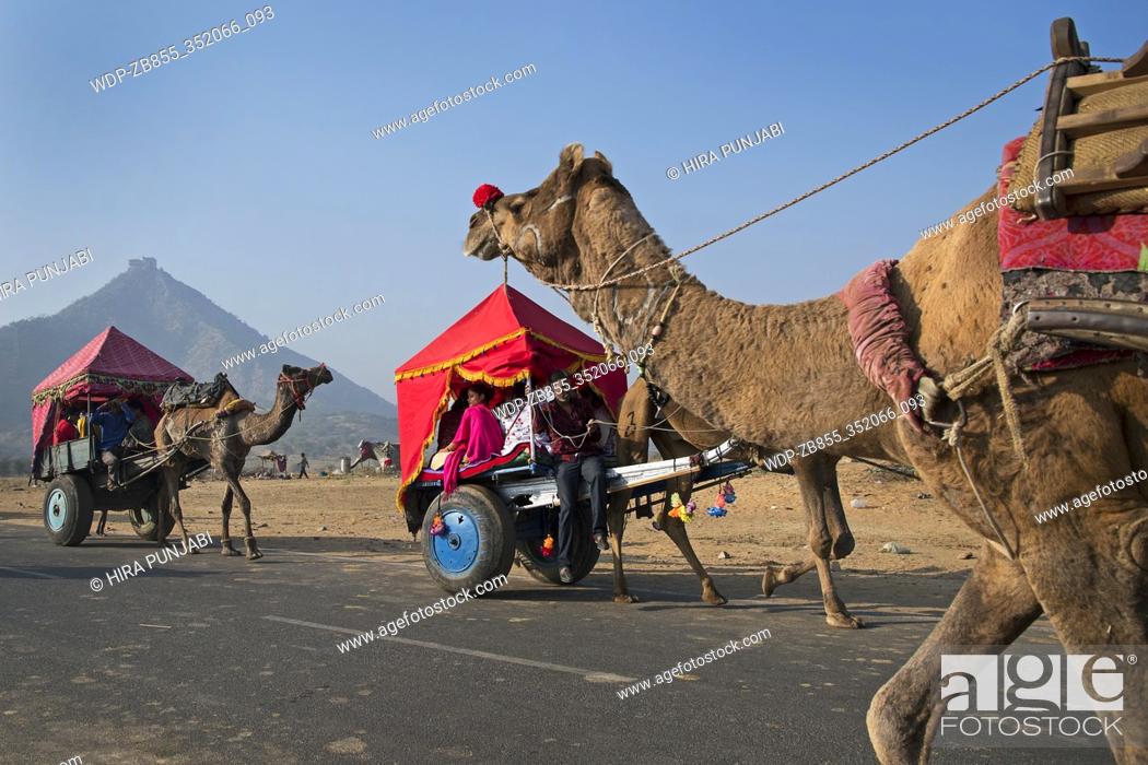 Camel cart with tourist at Pushkar animal Fair, Ajmer, Rajasthan, India,  asia, Stock Photo, Picture And Rights Managed Image. Pic.  WDP-ZB855_352066_093 | agefotostock
