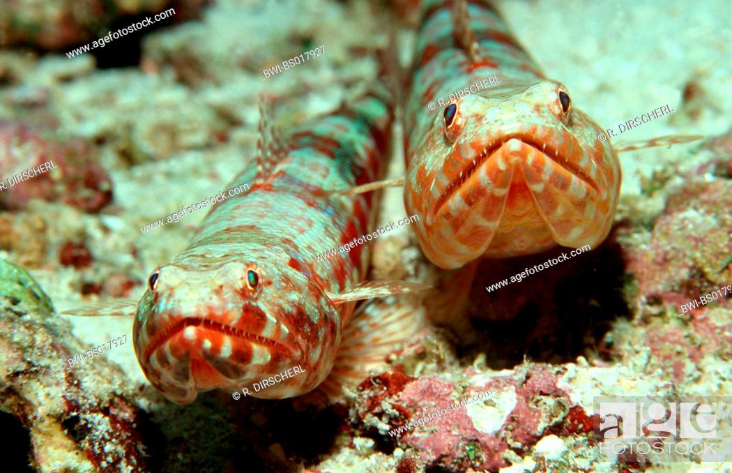Stock Photo: variegated lizardfish (Synodus variegatus), two animals side by side, Maldives, Indian Ocean.