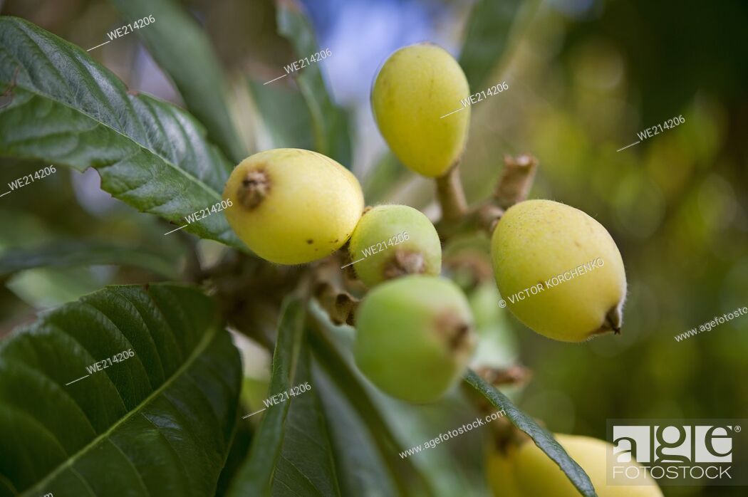 Stock Photo: Loquat fruits, Bermuda.