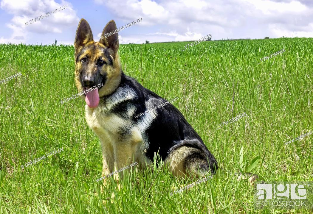 Stock Photo: German shepherd dog.