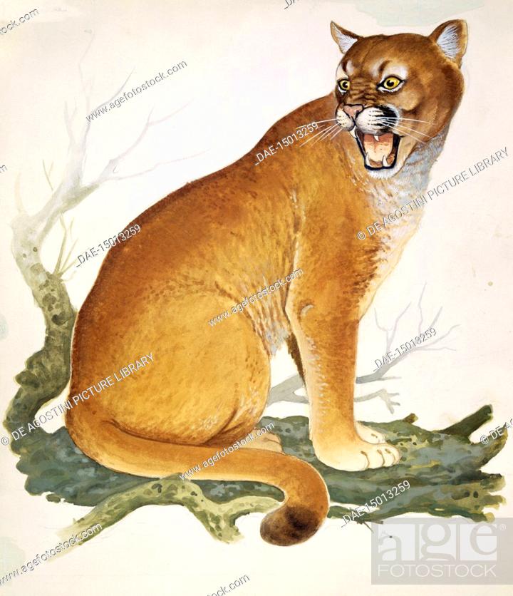 Cougar, Mountain lion, Puma or Catamount (Puma concolor), Felidae, drawing,  Foto de Stock, Imagen Derechos Protegidos Pic. DAE-15013259 | agefotostock