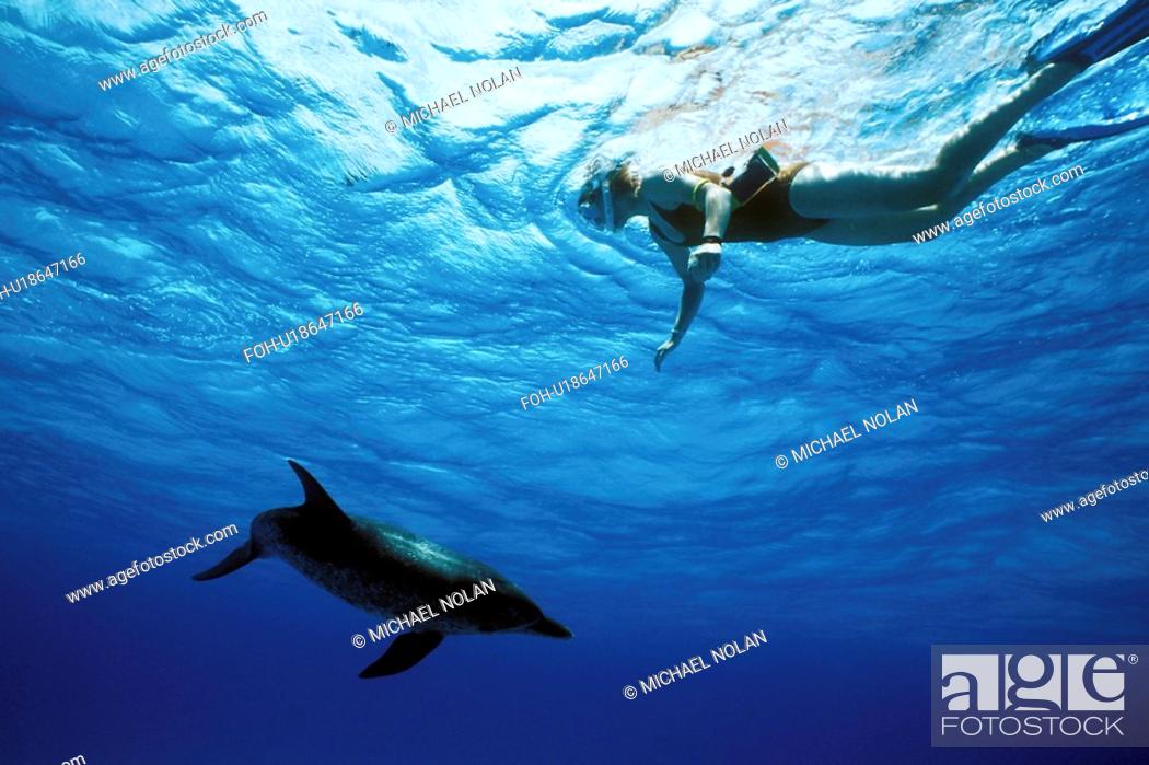 Stock Photo: Atlantic Spotted Dolphin Stenella frontalis underwater with snorkeler on Little Bahama Banks, Grand Bahama Island, Bahamas.
