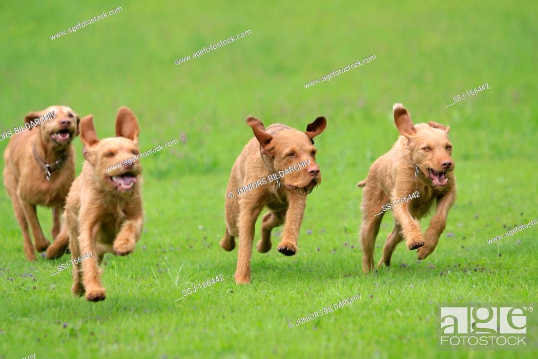 Stock Photo: two Wirehaired Magyar Vizsla dogs - running on meadow.