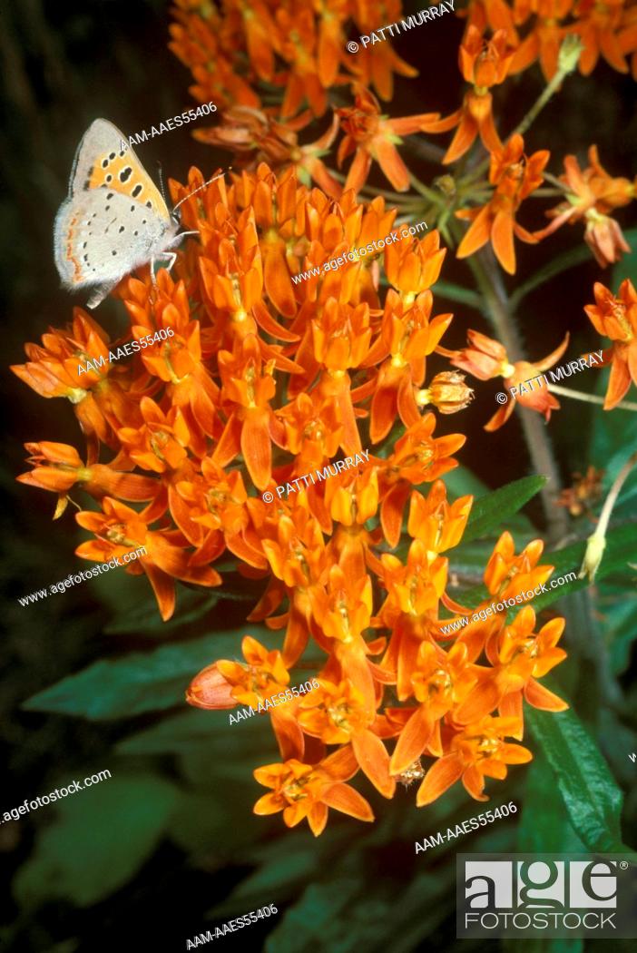 Stock Photo: American Copper on Butterfly Weed (Asclepias tuberosa) Pine Barrens, NJ.