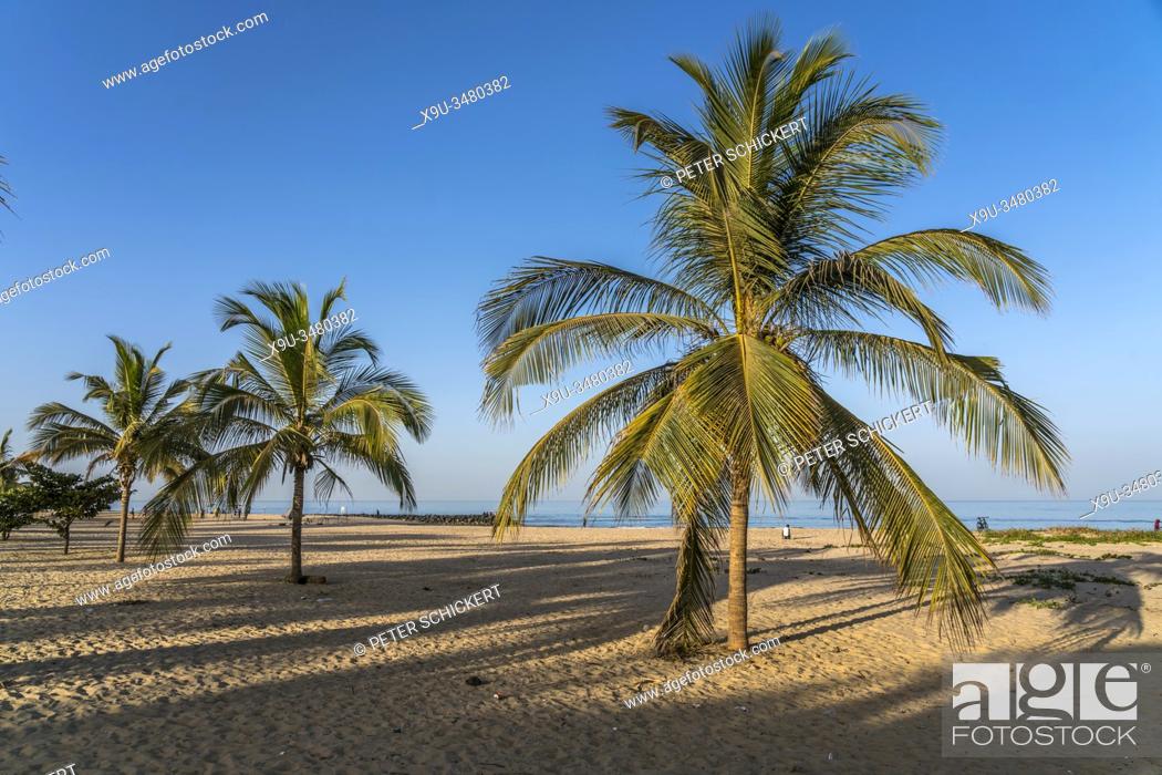 Stock Photo: Kokospalmen am Strand von Cape Point, Bakau, Gambia, Westafrika | palm fringed Cape Point beach, Bakau, Gambia, West Africa, .