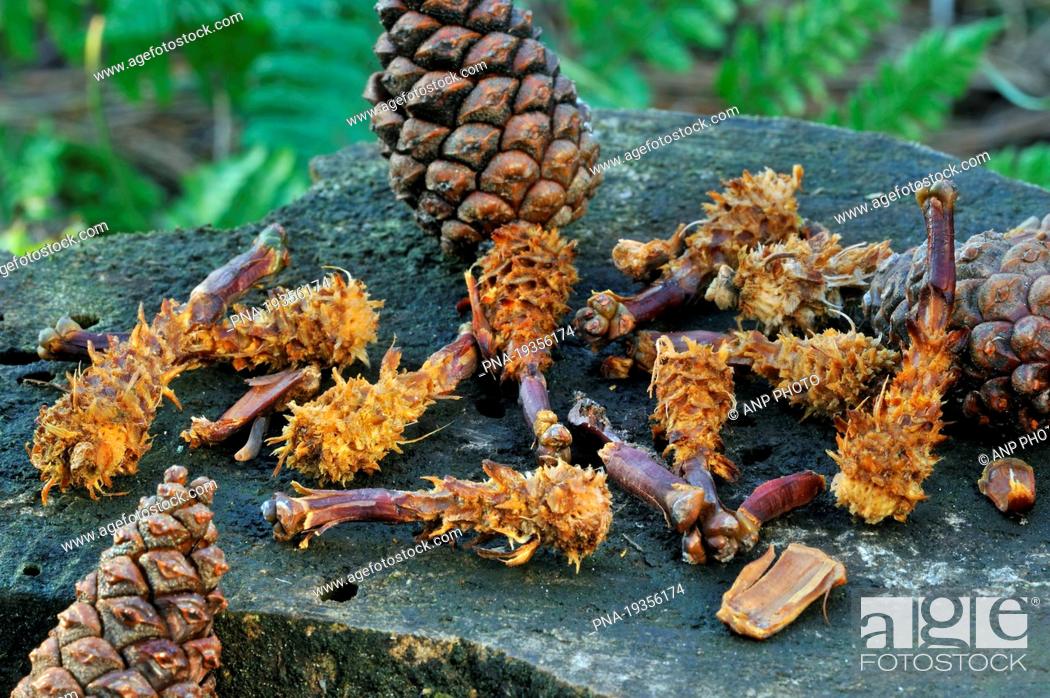 Stock Photo: Scots Pine Pinus sylvestris - Belgium, Europe.
