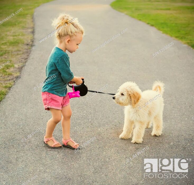 Stock Photo: A little girl walking her Labradoodle in a park when he decides to become stubborn and uncooperative; Spruce Grove, Alberta, Canada.