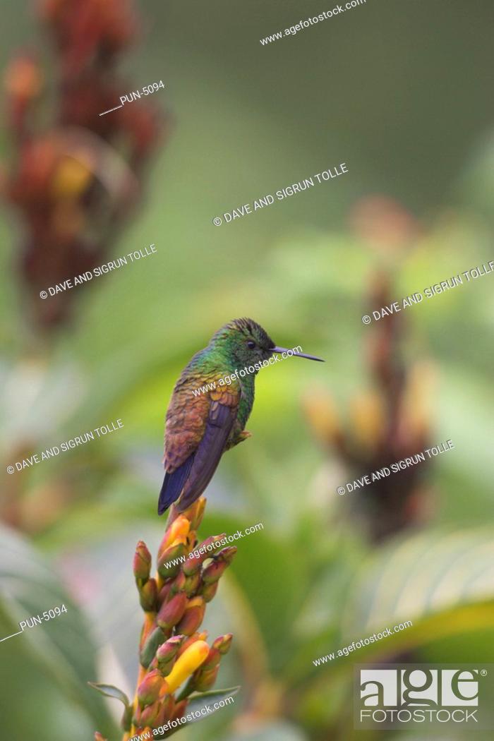 Stock Photo: Copper-rumped Hummingbird Amazilia tobaci in tropical vegetation.