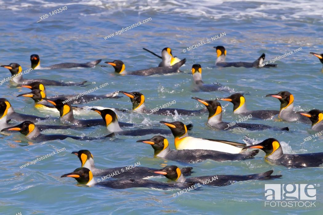Stock Photo: King penguins Aptenodytes patagonicus swimming near the beach at breeding and nesting colony at Salisbury Plains in the Bay of Isles, South Georgia.