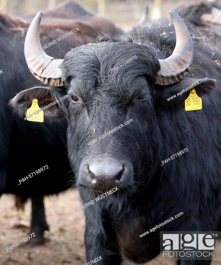 Water buffalo are moving around at Gut Darss in Born, Germany, 16 March  2015, Stock Photo, Picture And Rights Managed Image. Pic. PAH-57198972 |  agefotostock