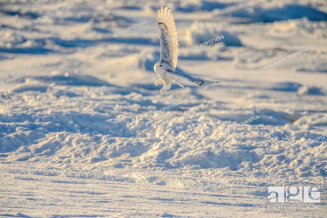 Stock Photo: Snowy owl (Bubo scandiacus) Female hunting rodents along Hudson Bay coast.