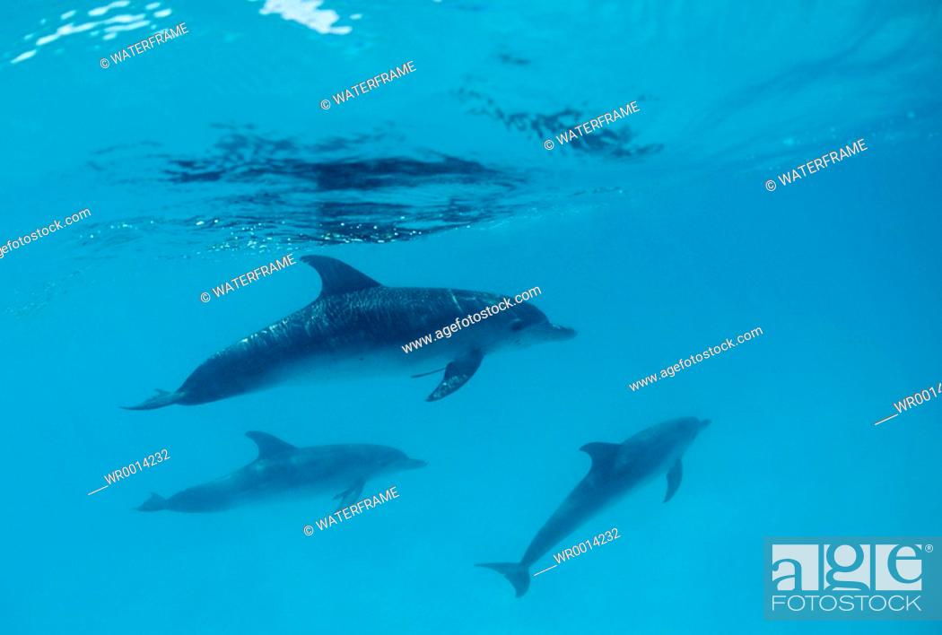 Stock Photo: Spotted Dolphins, Stenella frontalis, Atlantic, Caribbean Sea, Bahamas.