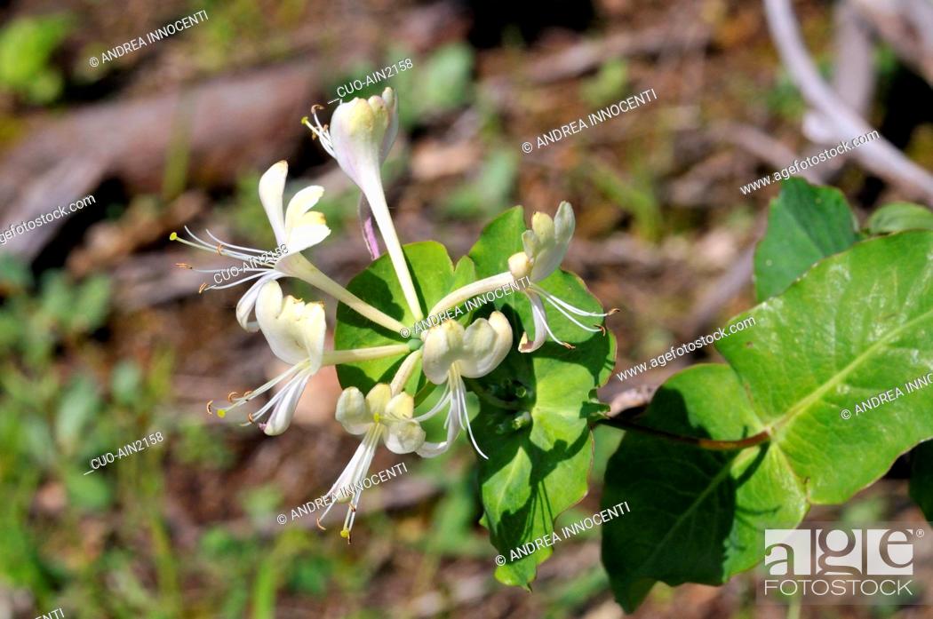 Stock Photo: Lonicera caprifolium, Perfoliate Honeysuckle.