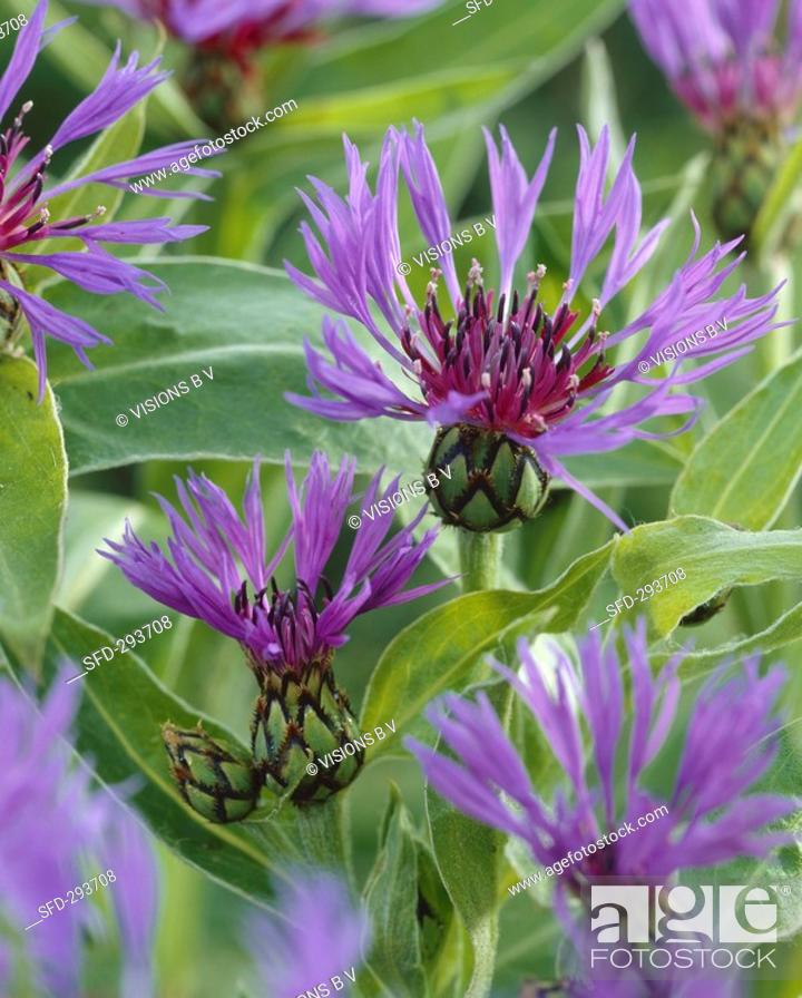 Stock Photo: Perennial cornflower Centaurea.