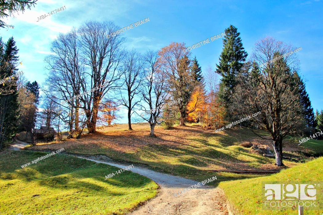 Stock Photo: Autumn forest on the way from Eckbauer to Wamberg, Germany, Bavaria, Upper Bavaria, Loisachtal, Garmisch-Partenkirchen,.