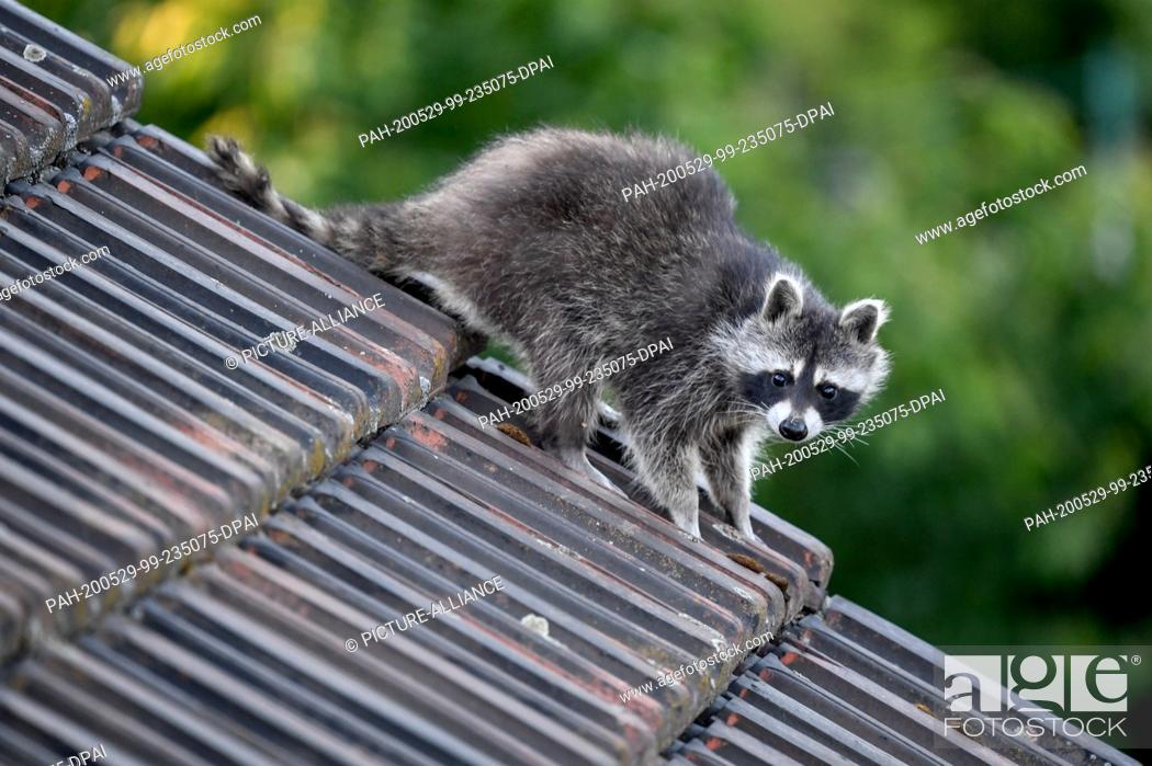 Stock Photo: 28 May 2020, Berlin: A raccoon runs across a roof. The small bear, called Elma, sets off on its nightly forays. Photo: Britta Pedersen/dpa-Zentralbild/ZB.