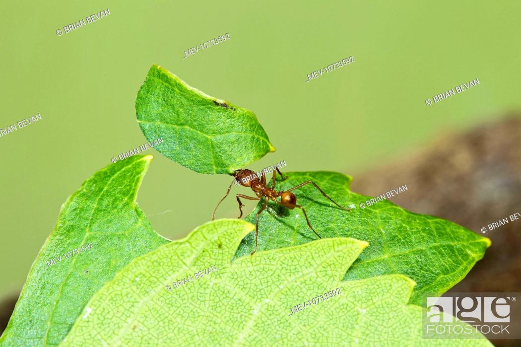 Stock Photo: Leaf Cutter Ant - with leaf (Atta cephalotes).
