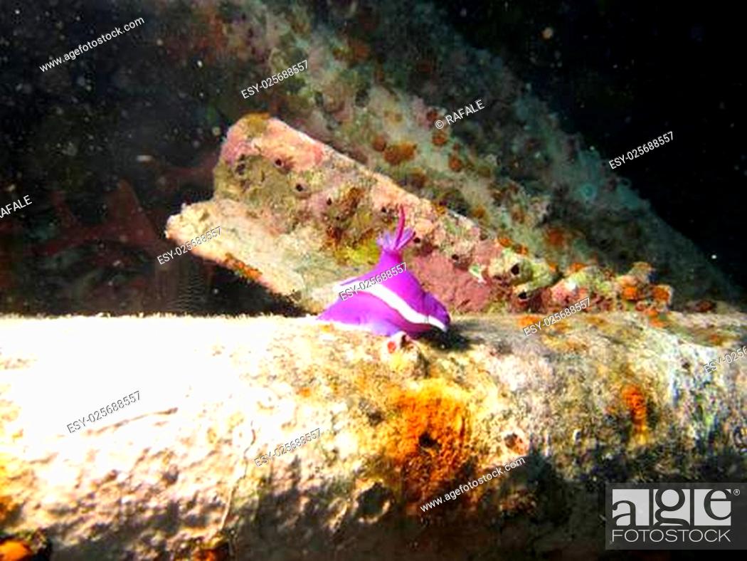 Stock Photo: Pink / Purple Nudbiranch (hypselodoris) on an artificial reef system.