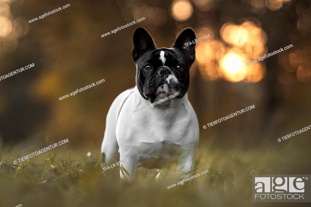 Stock Photo: adult French Bulldog.