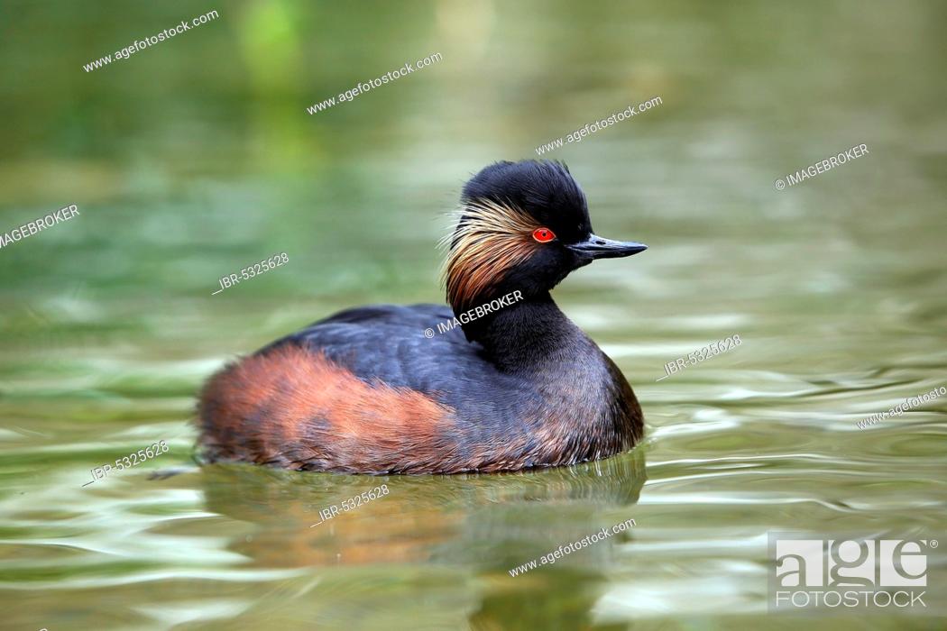 Stock Photo: Black-necked grebe (podiceps nigricollis), adult swimming on pond, Pyrenees in south-west France.