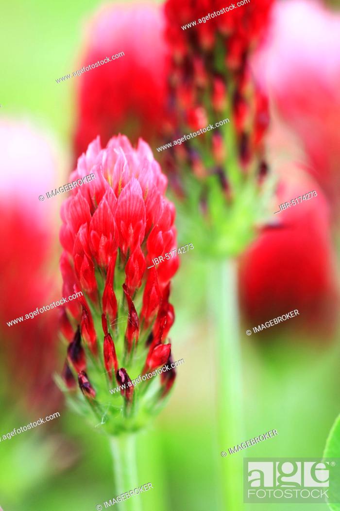 Stock Photo: Crimson clover (Trifolium incarnatum), blood clover, rose clover.