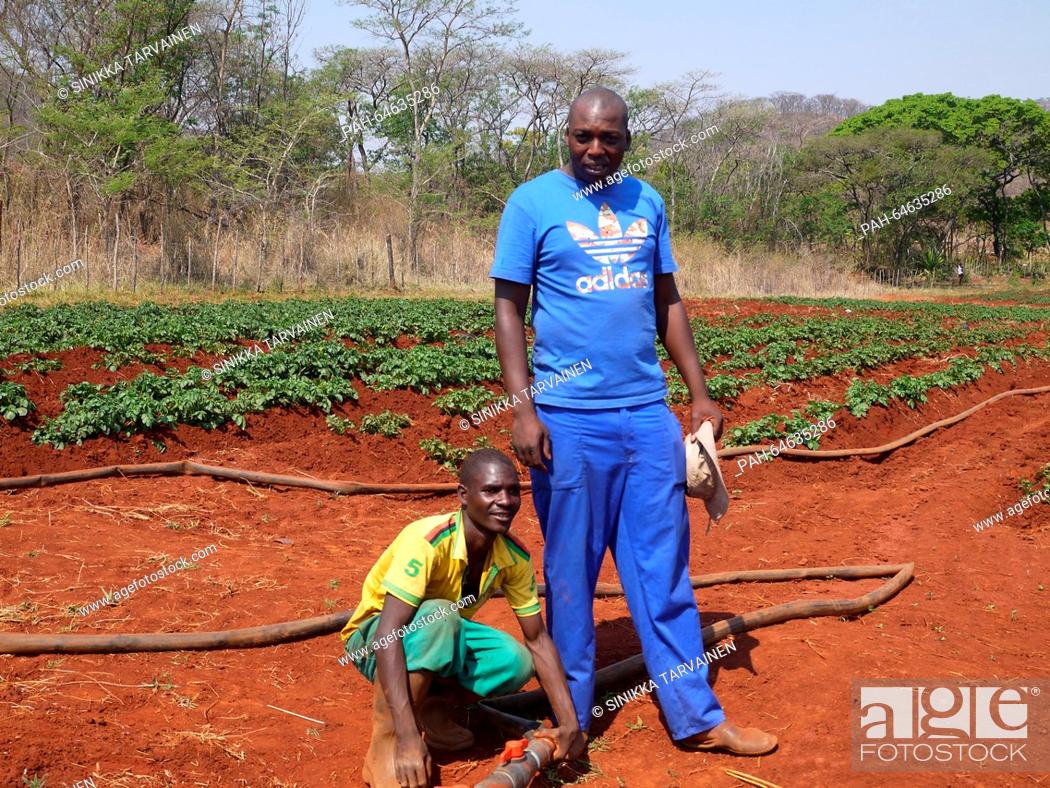 Stock Photo: Farmer Baldwin Mazango (R) stands in front of one of his fields in Mazowe, Zimbabwe, 07 October 2015. Manzago is of many black farmers to profit from the.