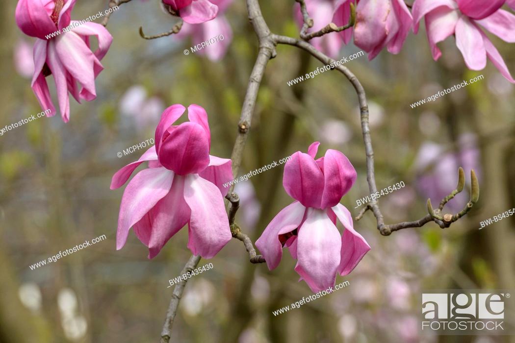 Stock Photo: magnolia (Magnolia campbellii 'Darjeeling', Magnolia campbellii Darjeeling), cultivar Darjeeling.