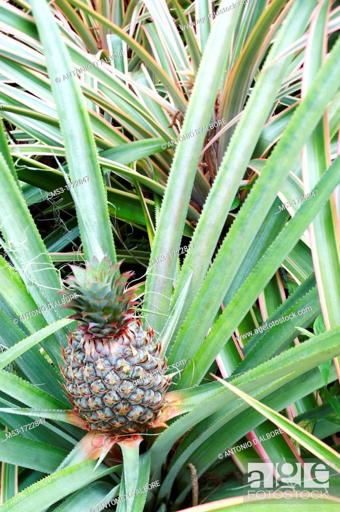 Stock Photo: Ananas cosmosus pineapple with fruit.