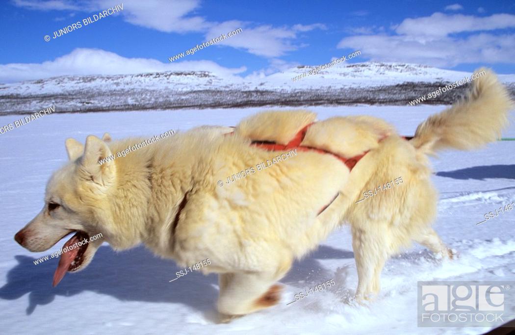 Stock Photo: husky - pulling sledge.