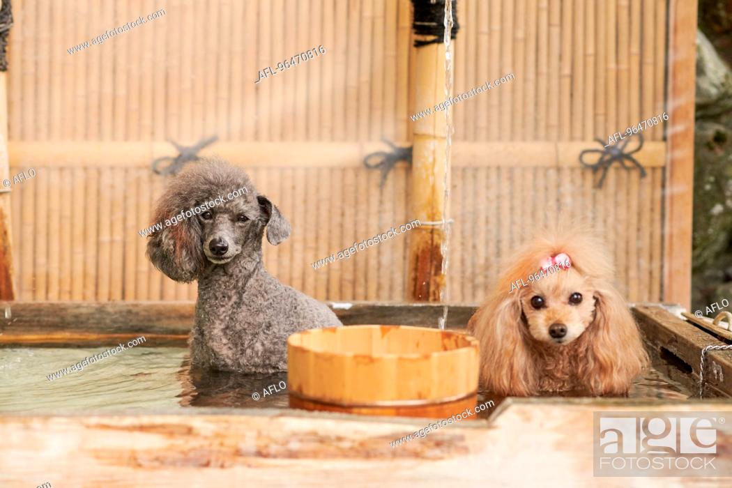 Stock Photo: Dogs at traditional Japanese hotel.