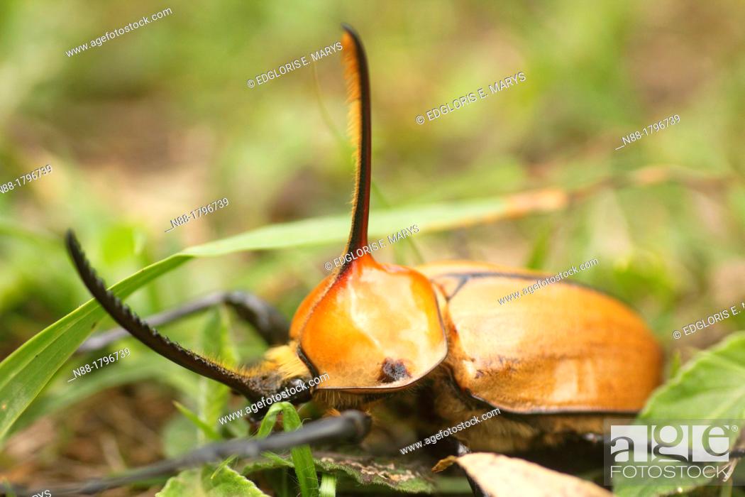 Stock Photo: Rhinoceros beetle, Altos de Pipe, Miranda, Venezuela.