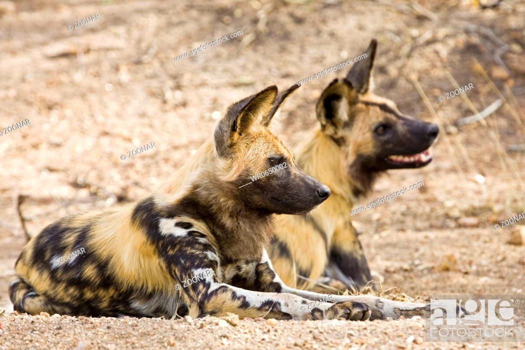 Stock Photo: Afrikanischer Wildhunde Lycaon pictus, Kruger Nationalpark, Suedafrika, Afrika, African wilddogs, South Africa.