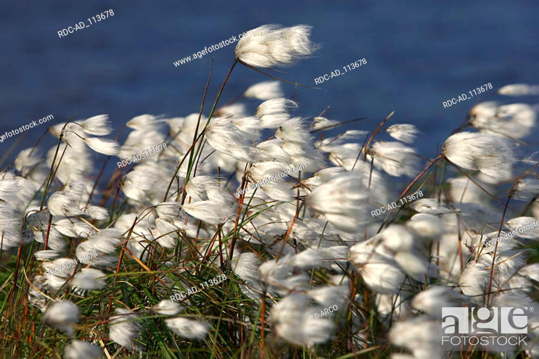 Stock Photo: Cotton Grass Varanger peninsula Finnmark Norway Eriophorum angustifolium.